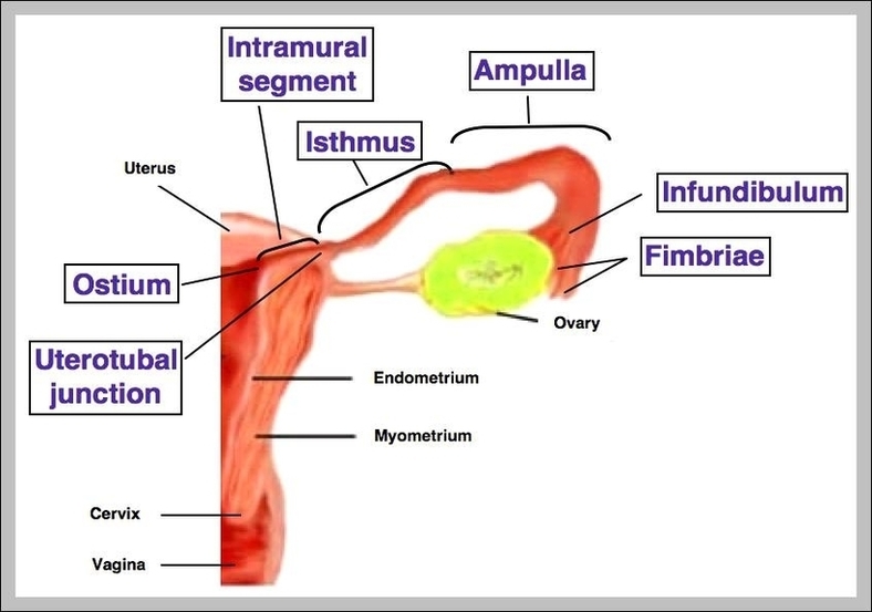 Function Of The Fallopian Tubes Image - Graph Diagram