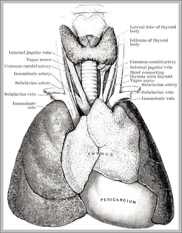 Human Muscle System Diagram Image - Graph Diagram
