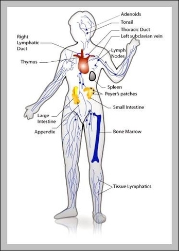 Immune System Pictures Image - Graph Diagram
