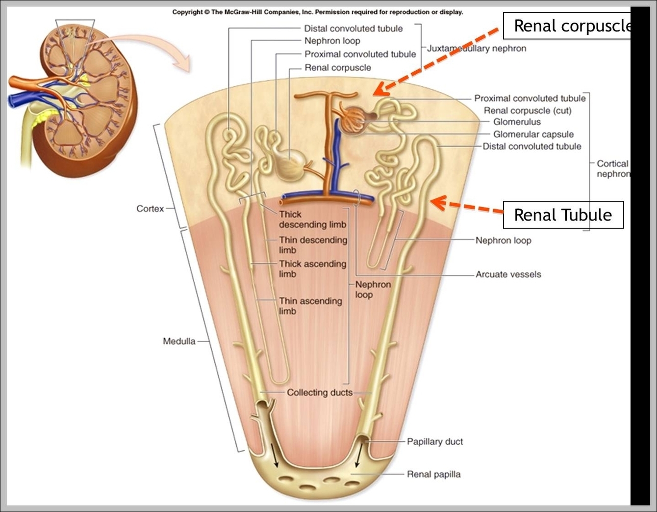 Internal Organs Chart Image - Graph Diagram