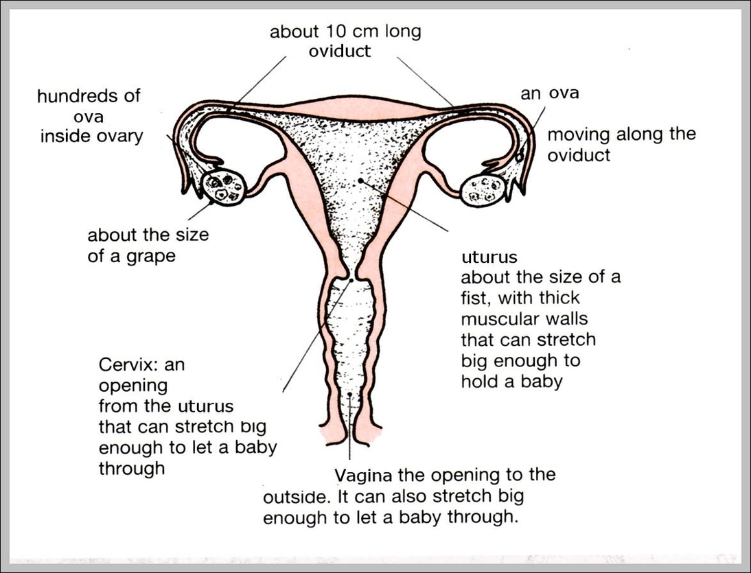 Reproductive Systems Image - Graph Diagram