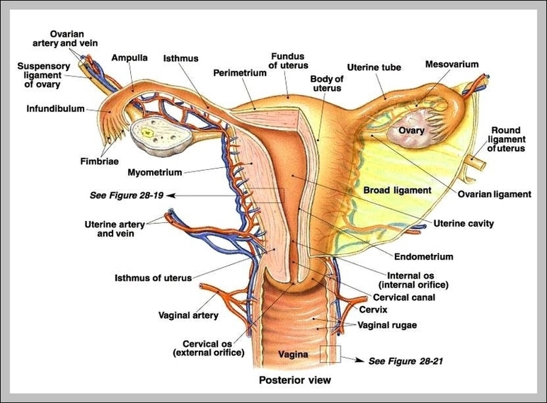Women Reproductive Organs Image Graph Diagram