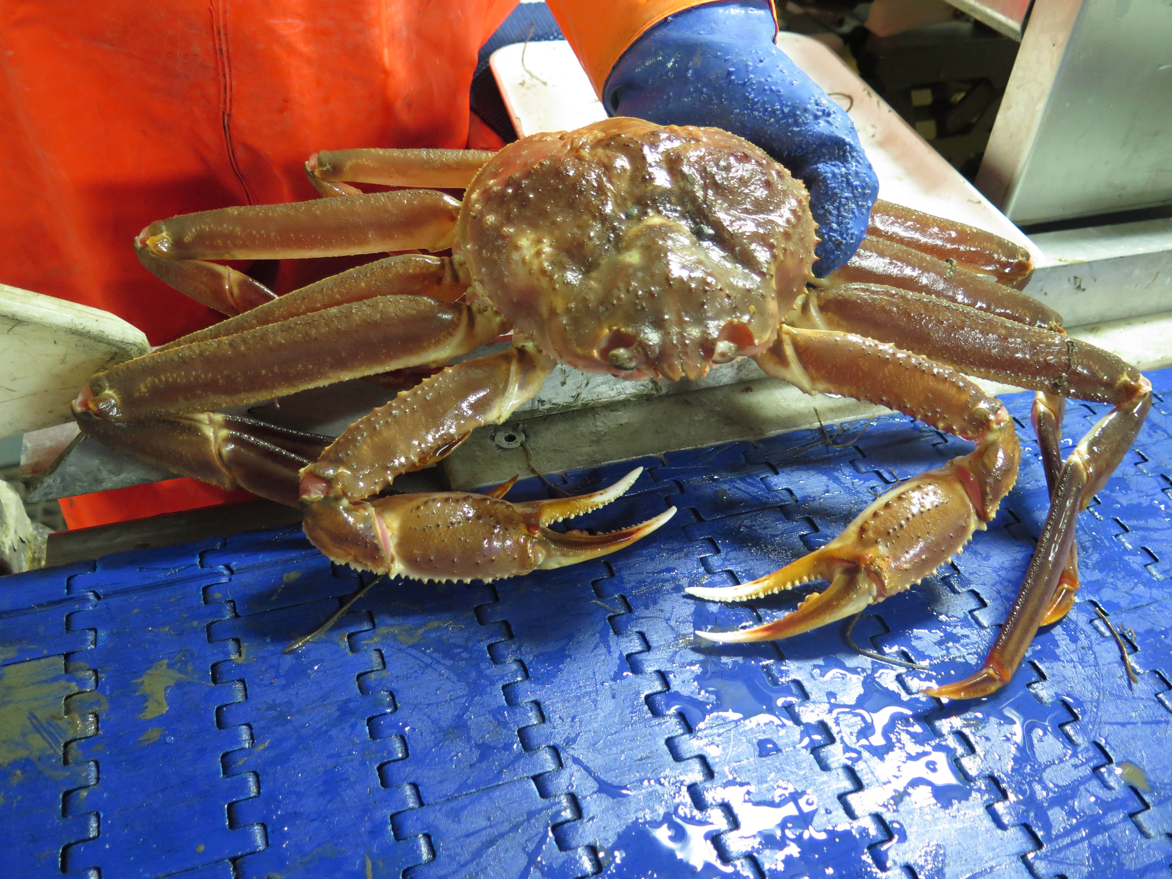 The Deadliest Catch Dagbladet
