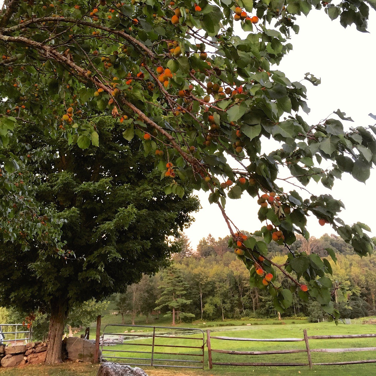 Fruit Trees on the Farm Grappa Lane