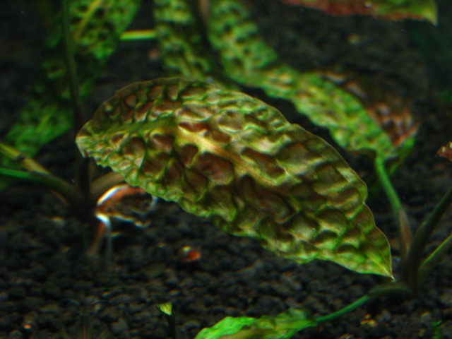 Cryptocoryne bullosa Saratok グラスゲート