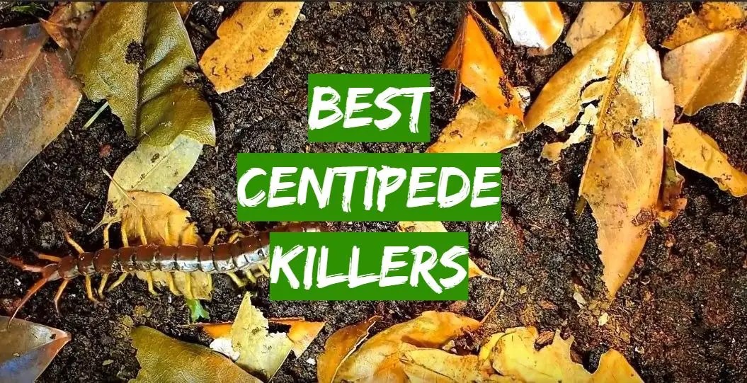 Top 5 Best Centipede Killers [November 2023 Review] Grass Killer