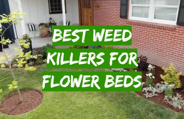 Top 5 Best Weed Killers For Flower Beds [2021 Review] Grass Killer