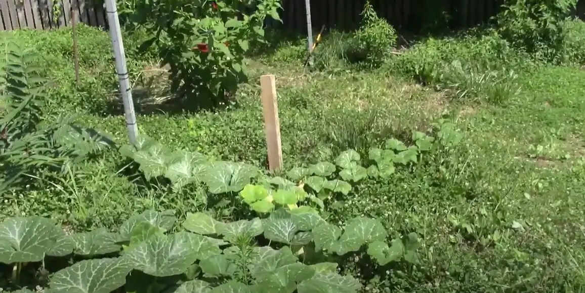 Will Vinegar Kill Johnson Grass? Grass Killer