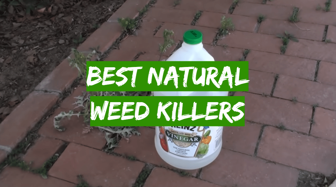 Top 5 Best Natural Weed Killers [April 2024 Review] Grass Killer