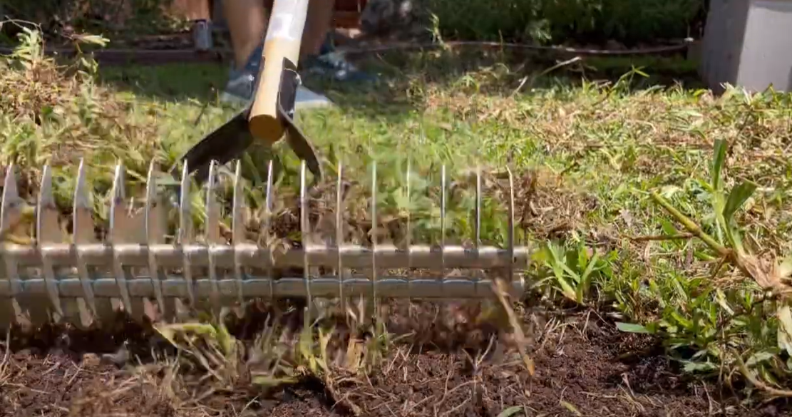 How to Kill St. Augustine Grass? Grass Killer