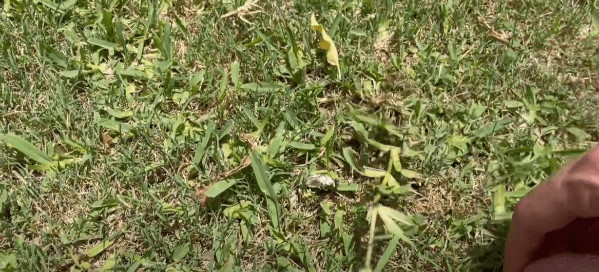 How to Kill St. Augustine Grass? Grass Killer
