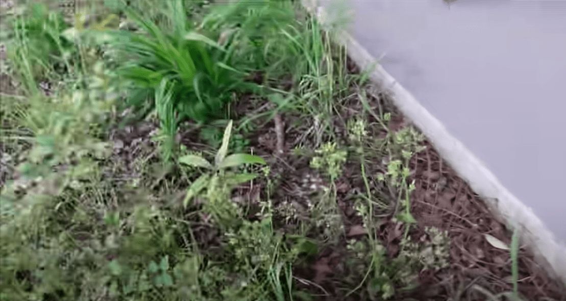 How to Kill Water Grass? Grass Killer