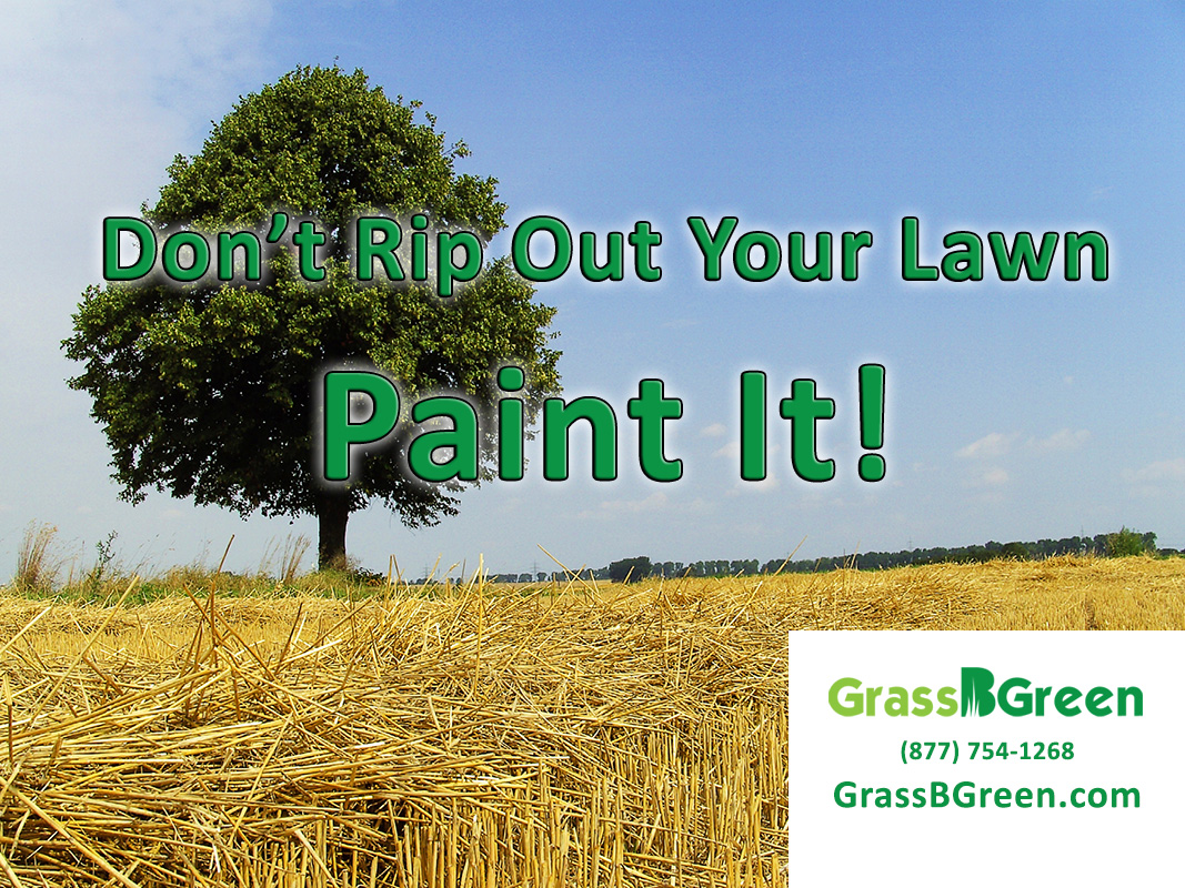 Don’t Rip Out Your Lawn Paint it!