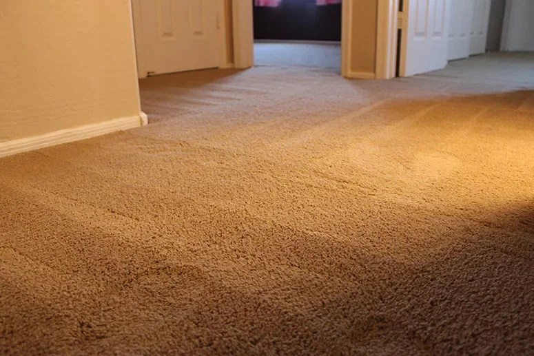 Easy Ways To Remove Carpet Wrinkles Without Stretcher