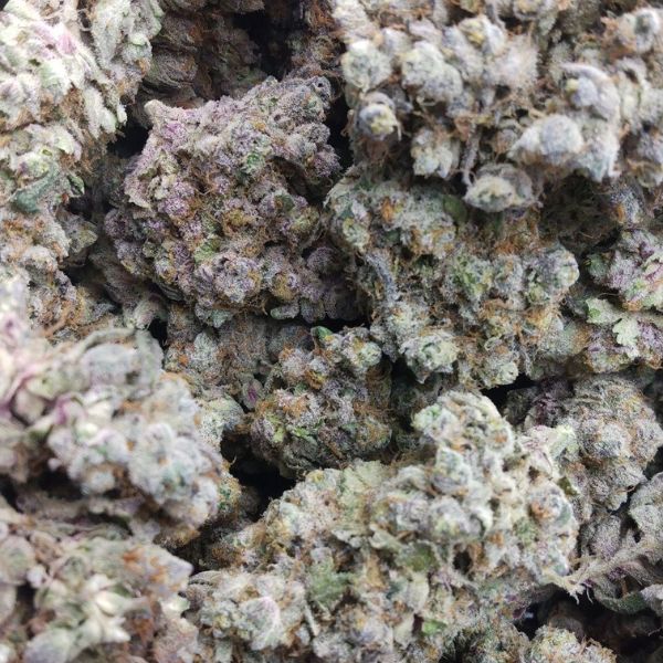 Pink Grapefruit strain Buy in Canada at Grass Chief