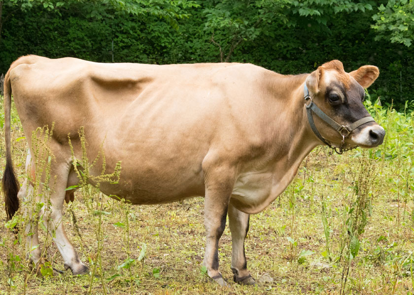 Raising A2A2 mini jersey family cows on pasture Blue Mill Meadows