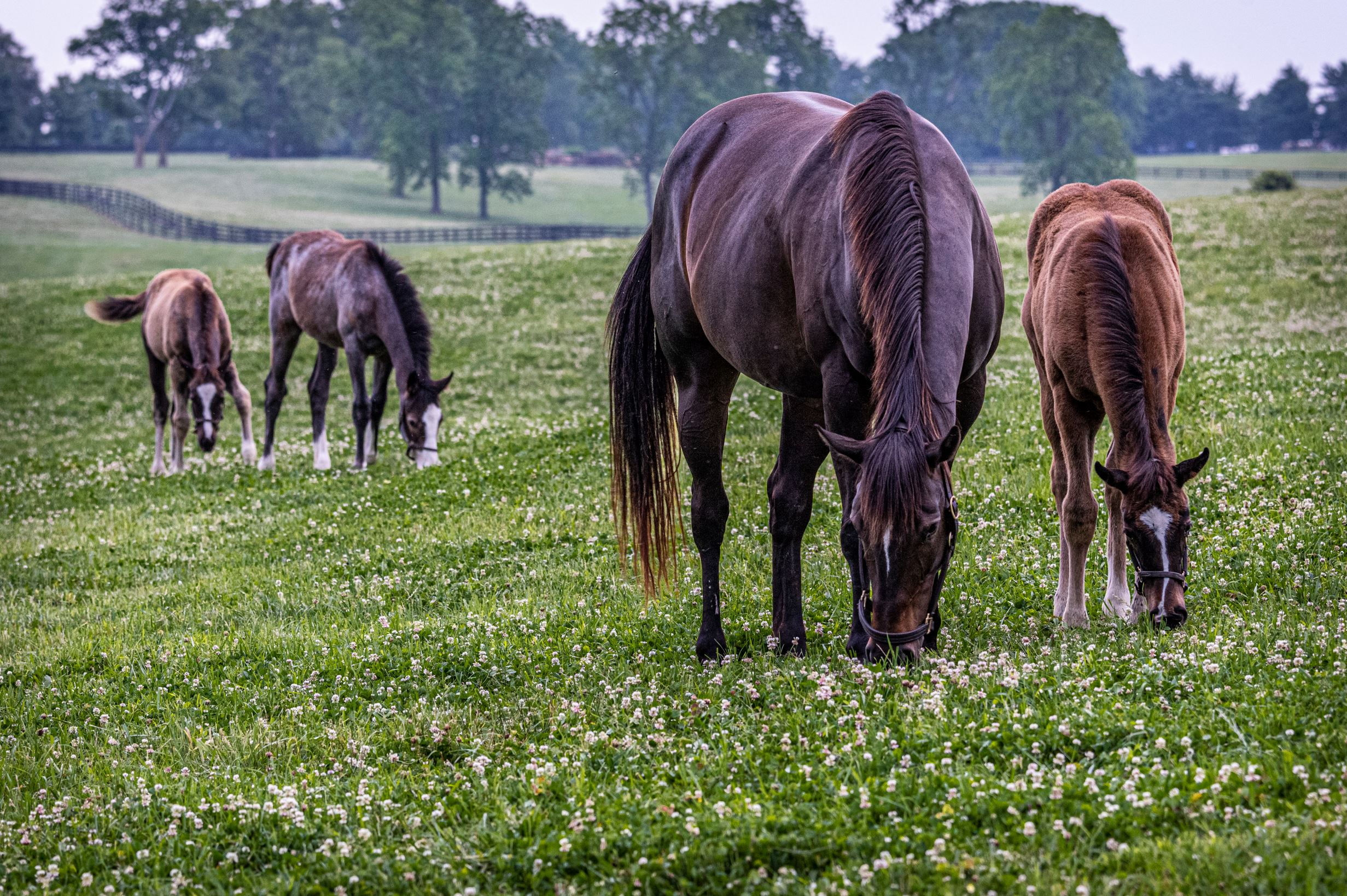 Equines and Endophytes The Alliance for Grassland Renewal