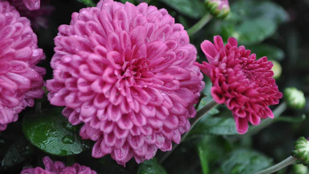 How to Care for Hardy Garden Mums Grass Pad