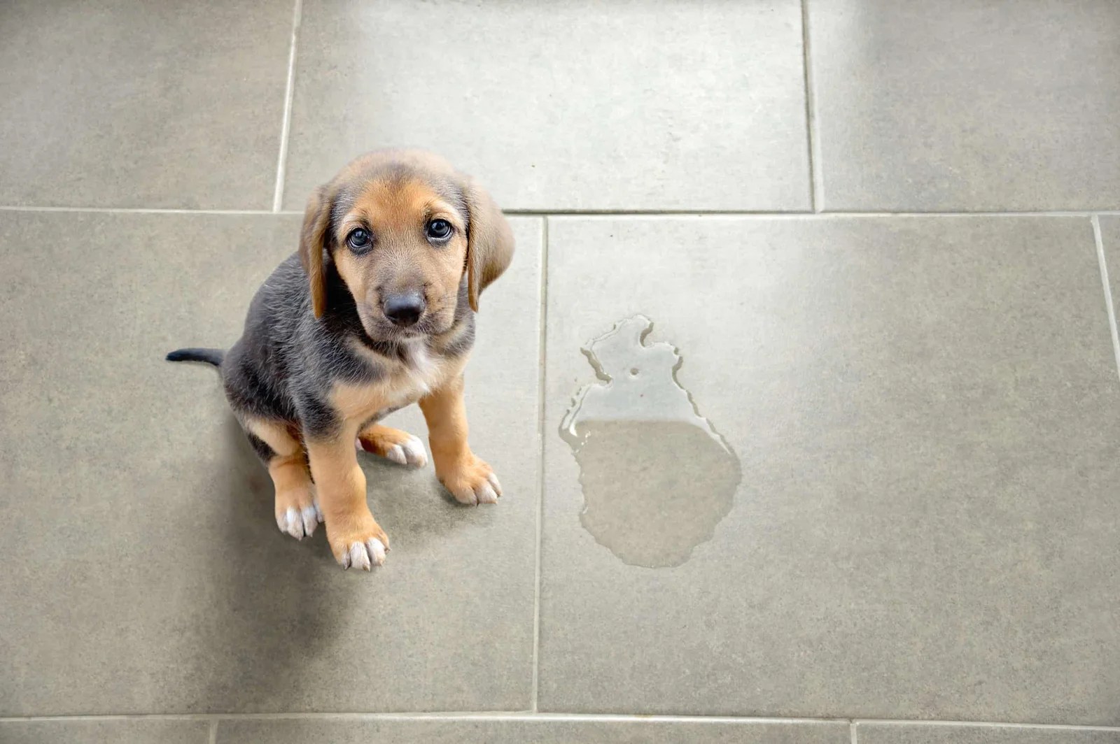 Why is my dog peeing on the floor?