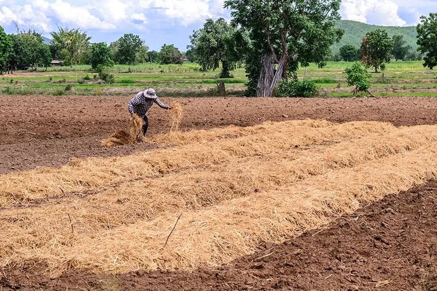 Straw Blanket Grass Plus, Inc.
