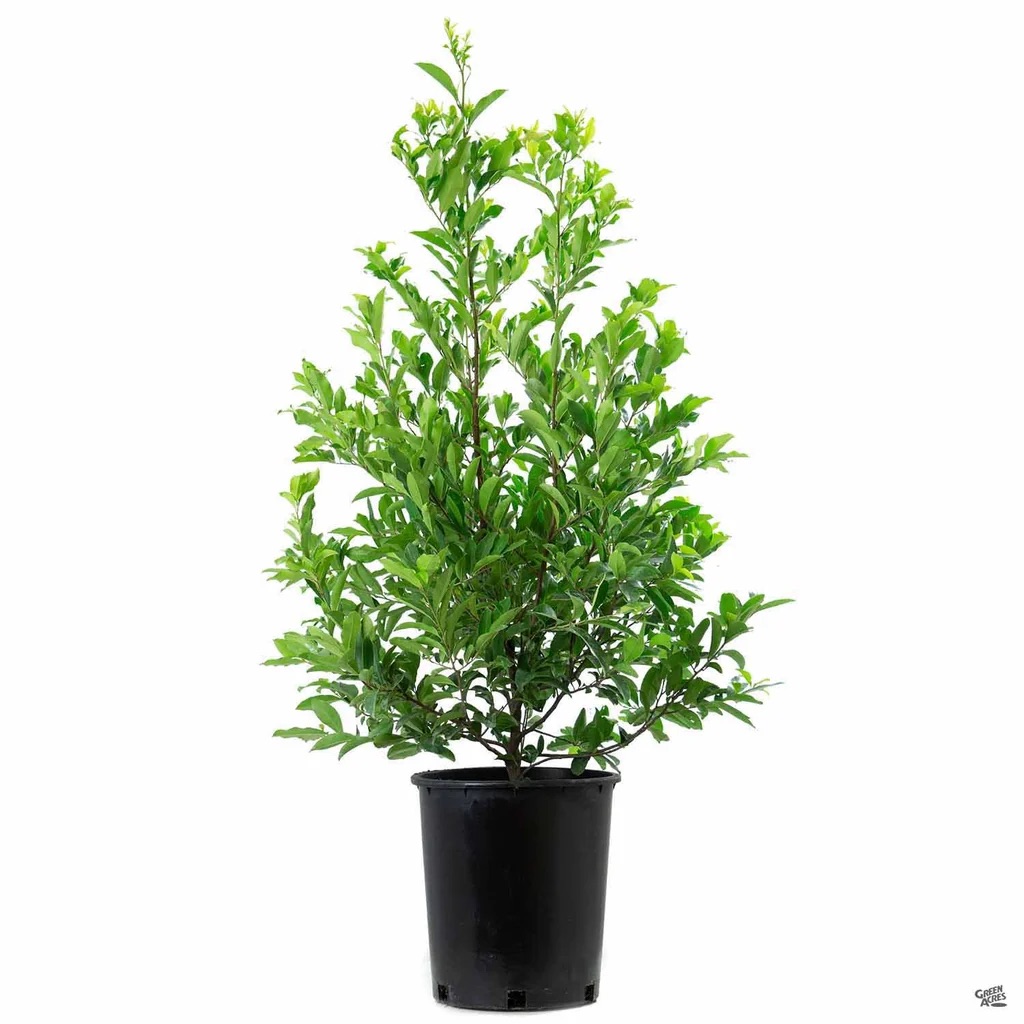 Schip Cherry Laurel Grass Roots Landscaping