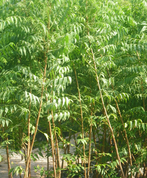 Outdoor Plants Grass Roots