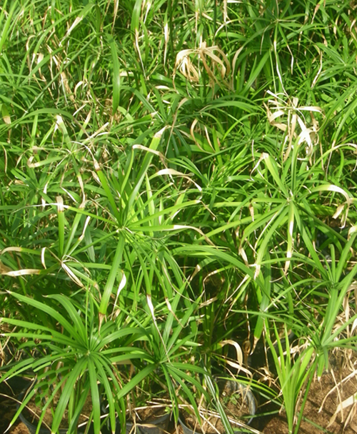 Outdoor Plants Grass Roots