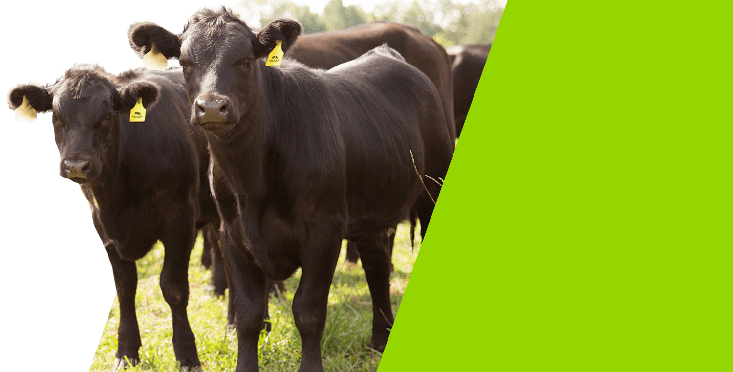 100 Grass Fed Beef Grass Fed Difference Grass Run Farms