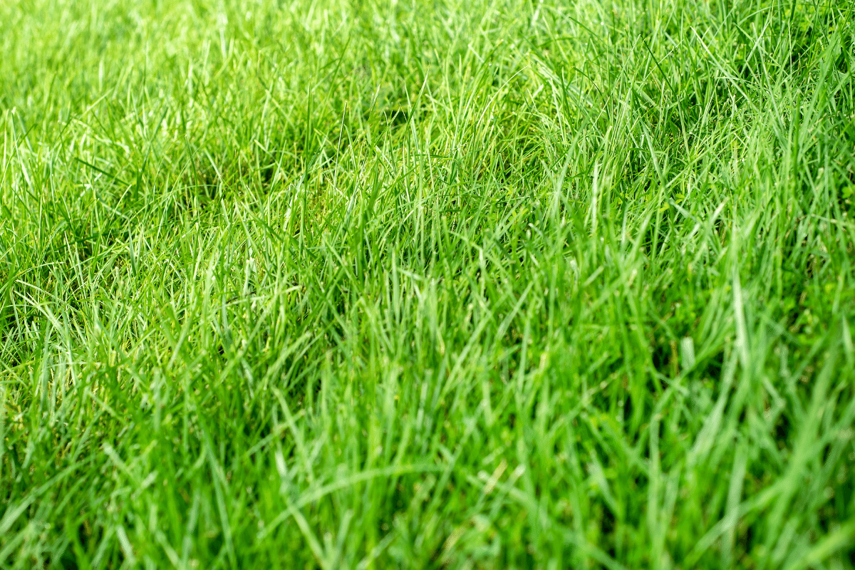 9 Ways To Add Potassium To Your Lawn