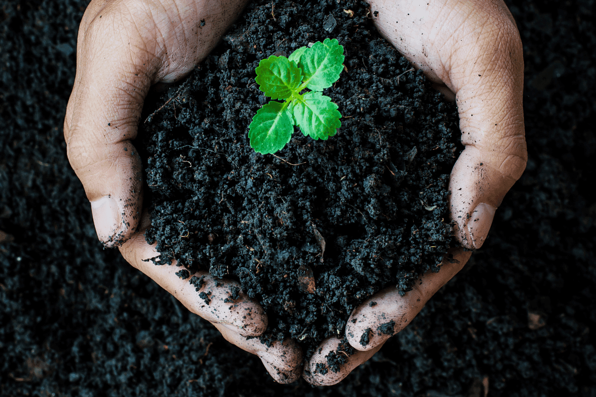 Everything About Using Ironite For Lawns