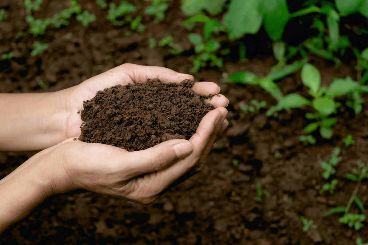 13 Best Bagged Compost High Quality And Readily Available