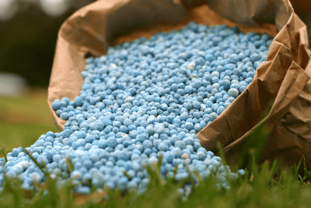 Bring Back Dead St. Augustine Grass And Revive Your Lawn
