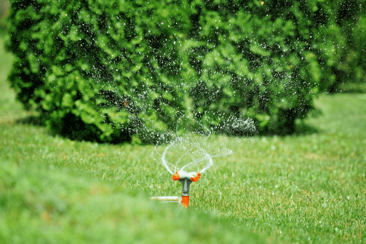 Bring Back Dead St. Augustine Grass And Revive Your Lawn