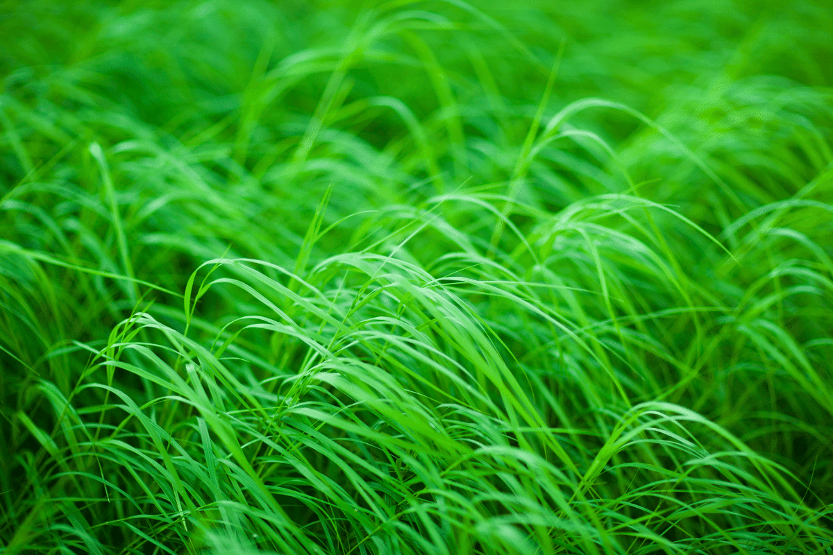 What Does Potassium Do For Grass And Your Lawn?