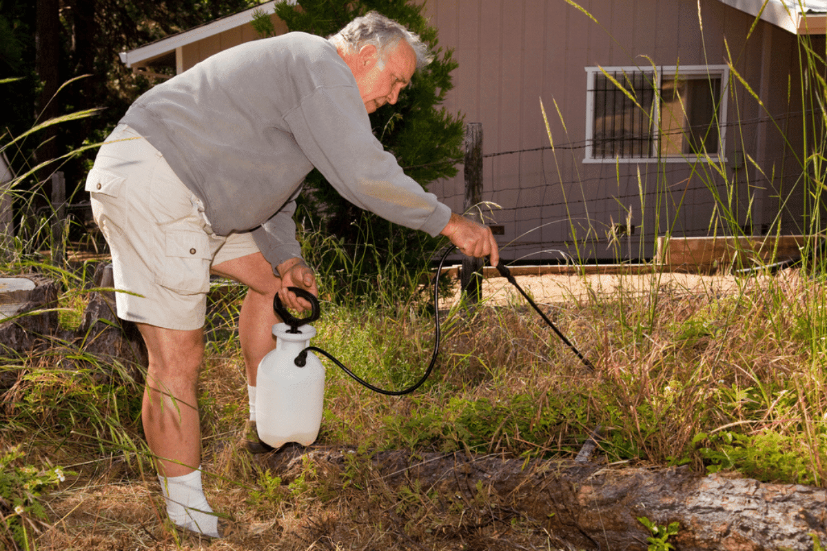 Will Grass Grow Back After Roundup?