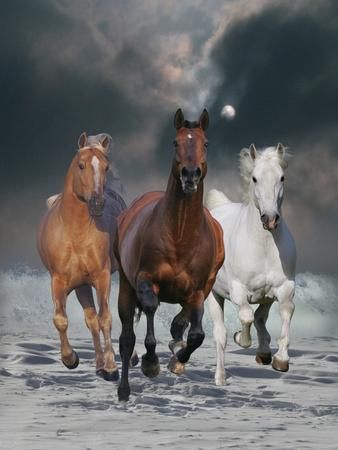 Nevada County Horse Property