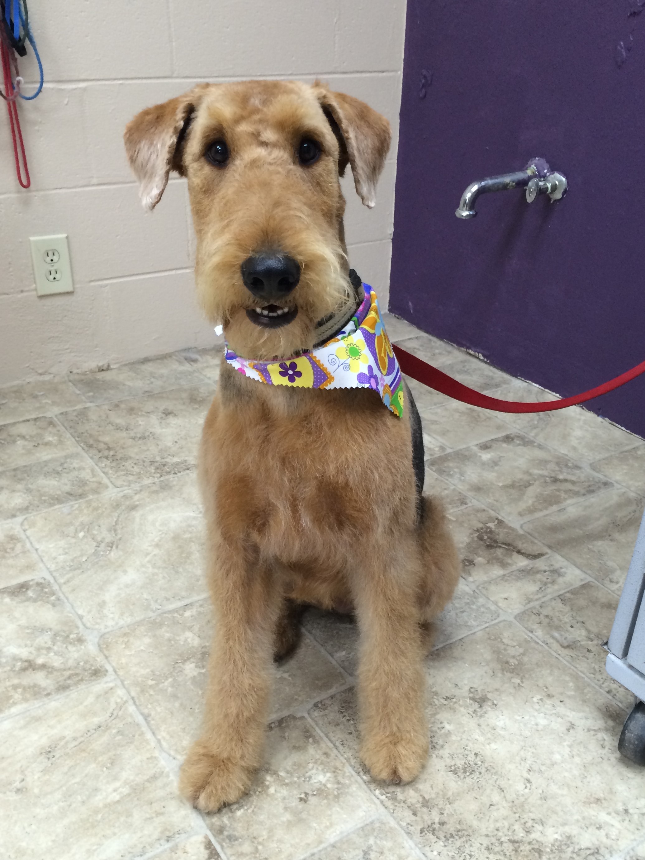 Grooming Gallery Photos of Grateful Dogs Grateful Dog Grooming