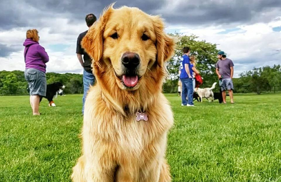 Dog Obedience Training The Grateful Dog (781) 2485142