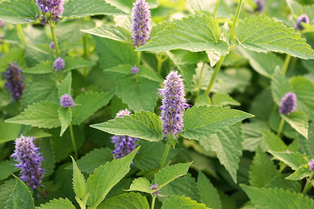 10 Helpful Herbs That Will Attract Pollinators into Your Garden Grateful Green Life