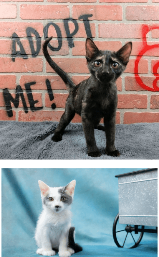 Grateful Hearts Rescue Saving AZ Animals