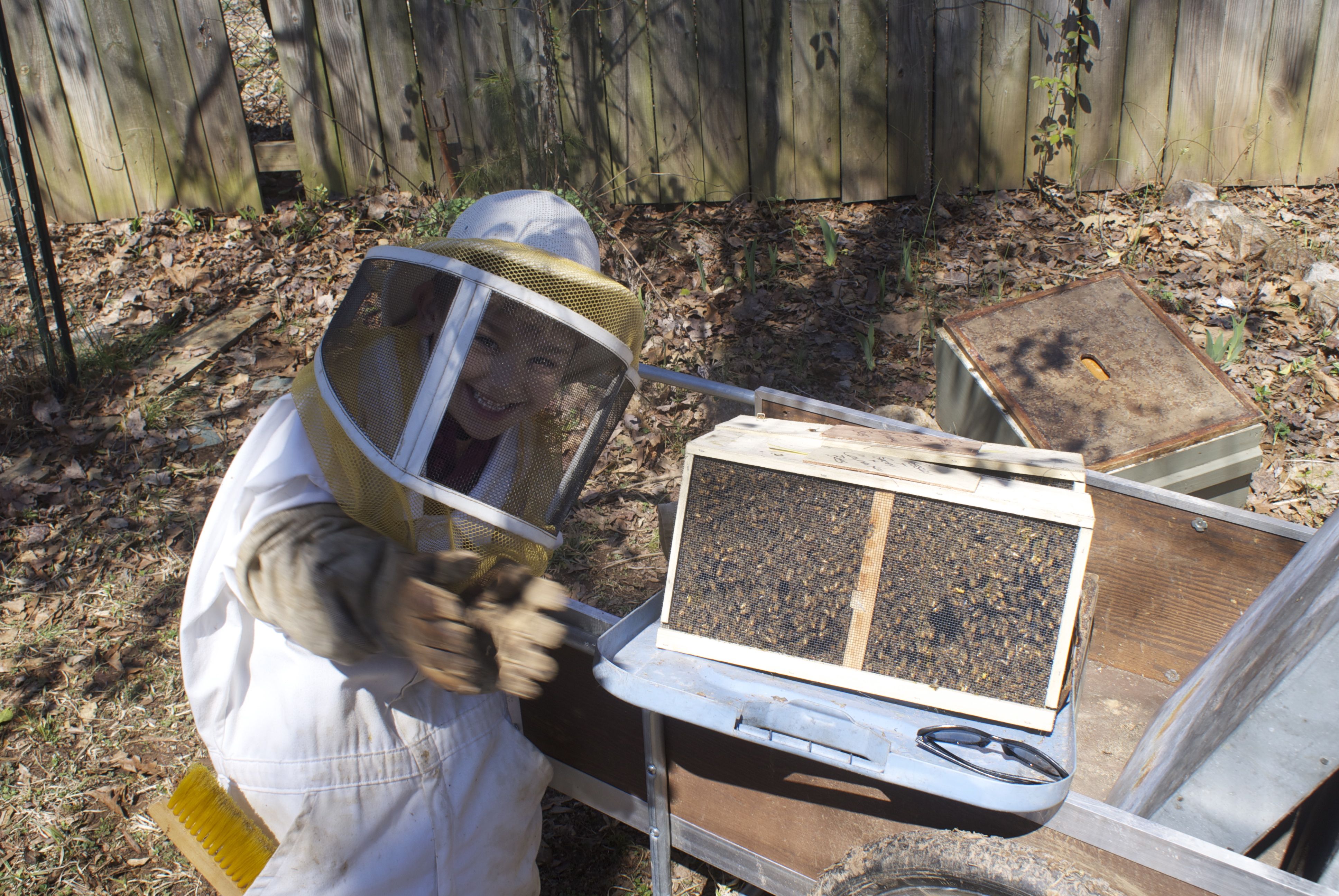 Starting a Beehive Order Bee Packages In March Grateful Trees & Bees