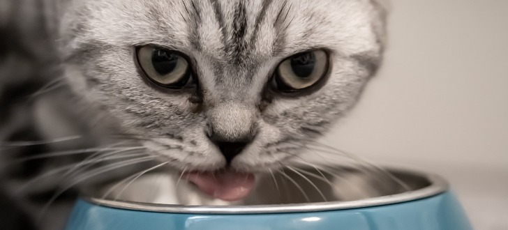 FELIX Club Jetzt gratis Napf für Ihre Katze erhalten Gratis.de