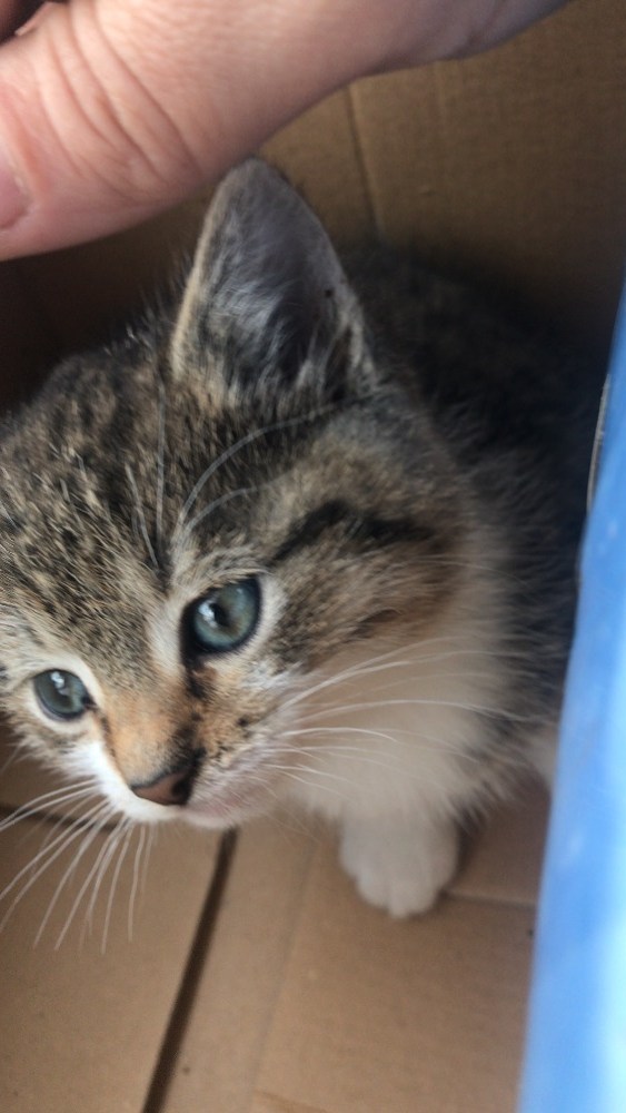 We zoeken een nieuw thuis voor onze kitten