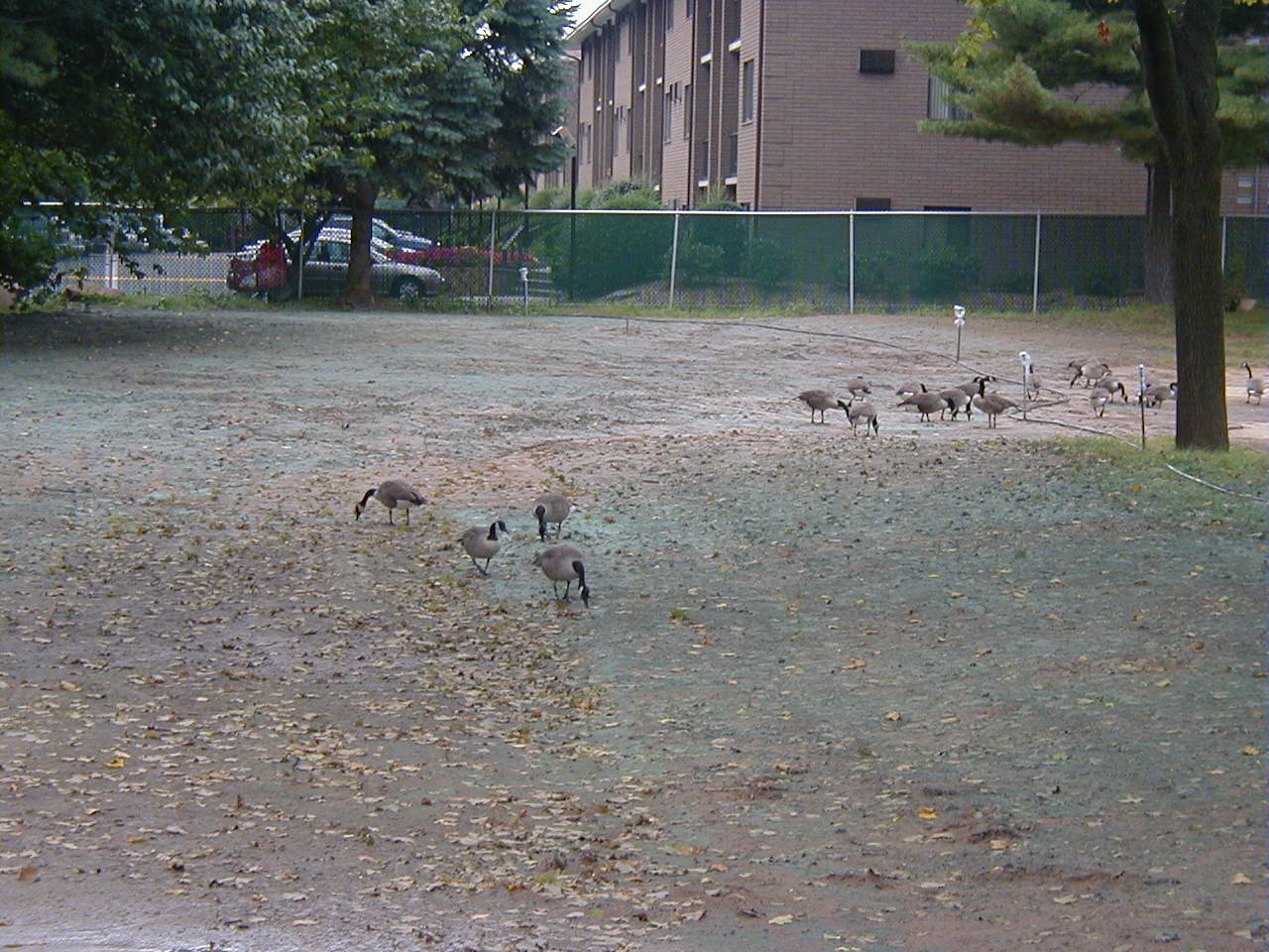 Maple Grove Cemetery