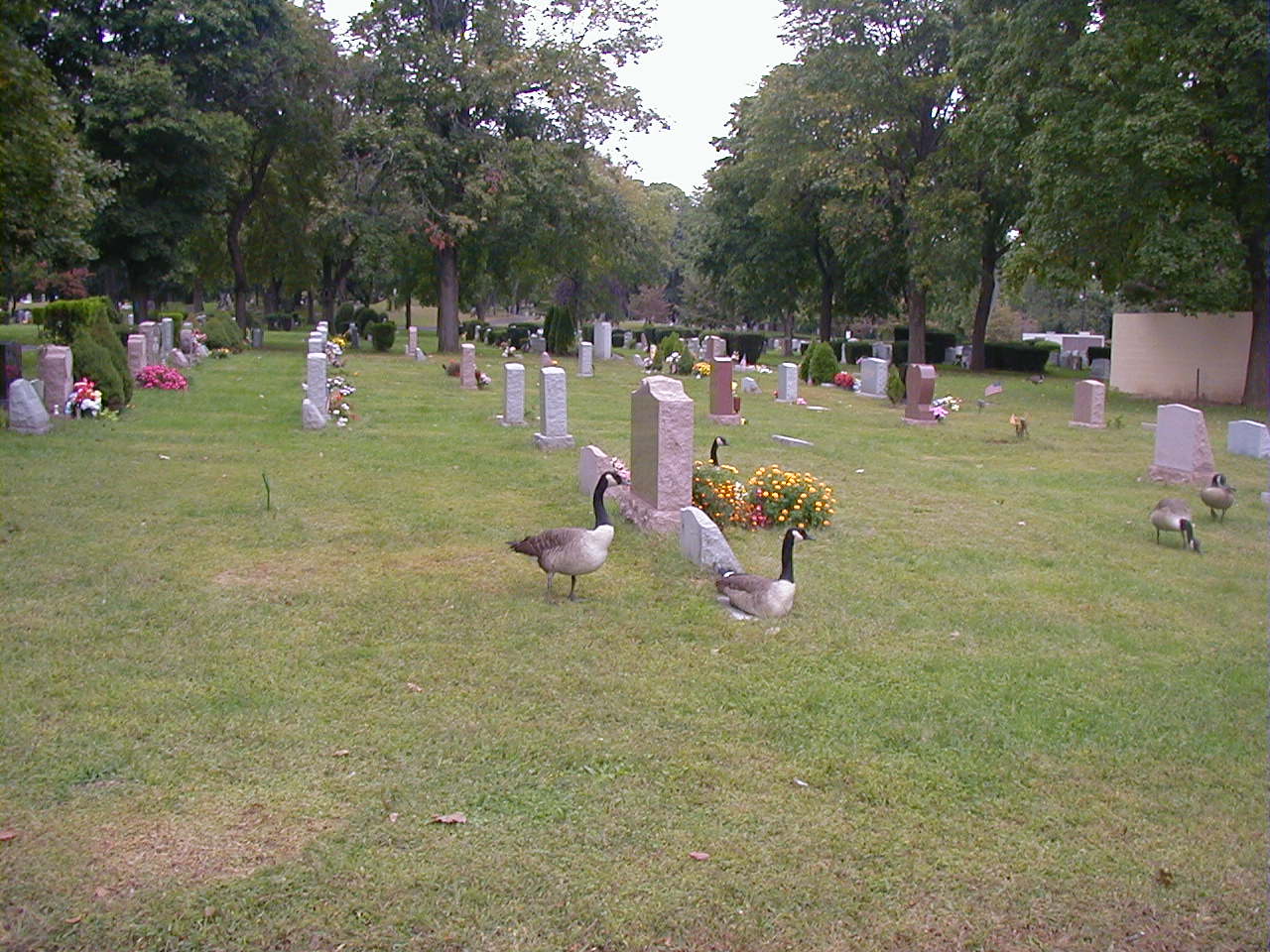 Maple Grove Cemetery