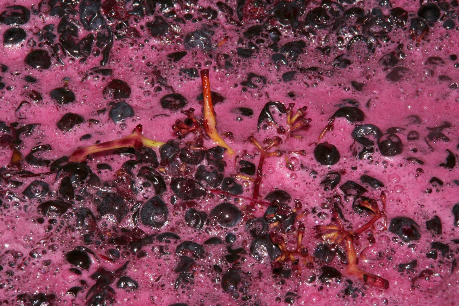 grapecrushweb Gravity Wine House