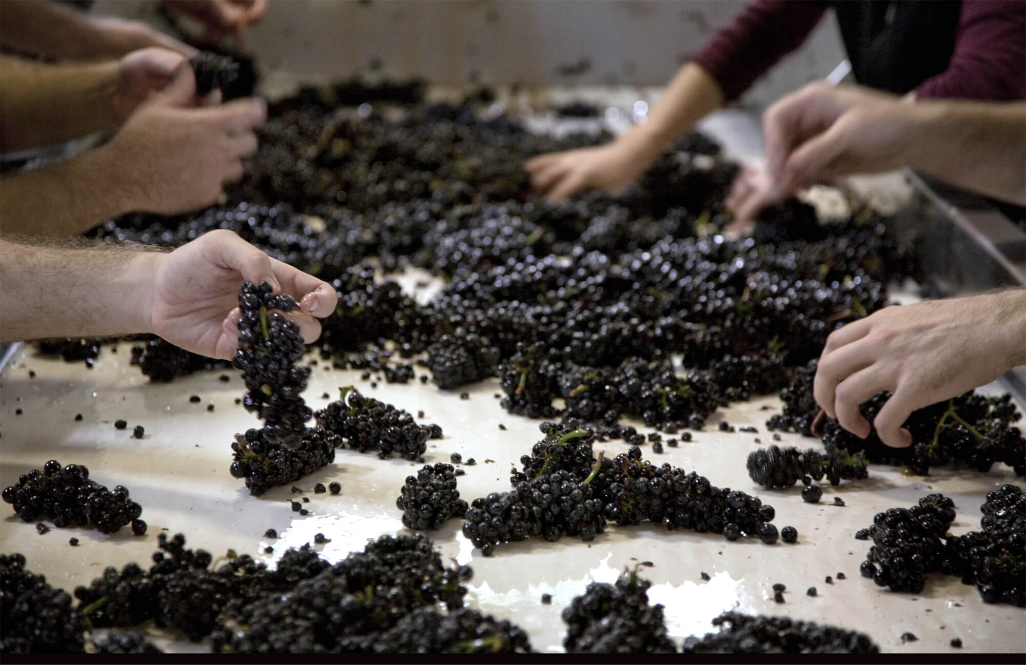 Sorting Grapes Gravity Wine House