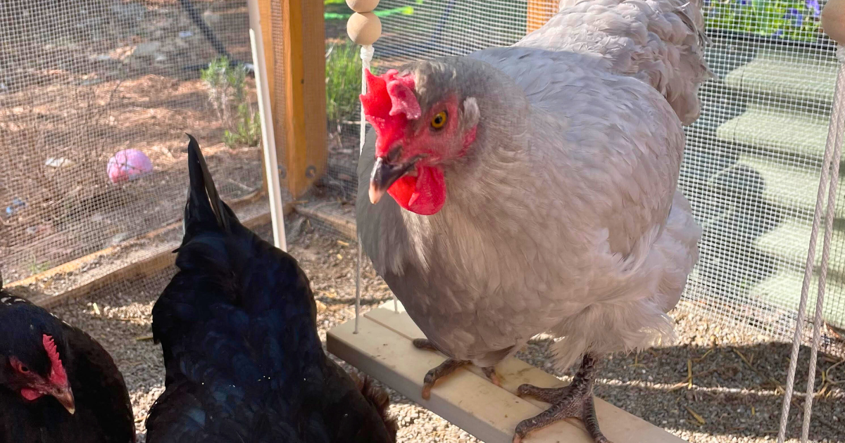 10 Useful Chicken Activities for a Backyard Flock