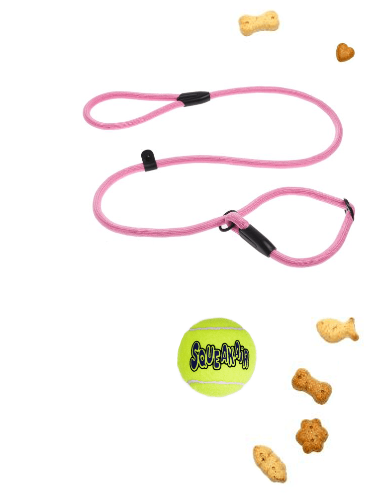 Dog Training Tools In York, PA Gray House Dog Training