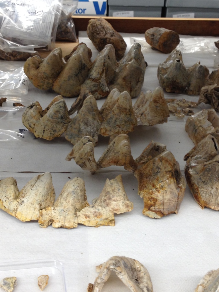 The Gray Museum of Natural History at Ten Years